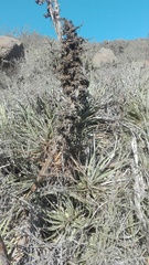 Puya gilmartiniae