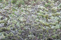Adenanthos sericeus
