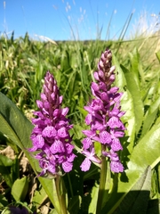 Dactylorhiza elata