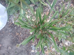Plantago lanceolata