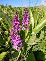 Dactylorhiza elata