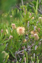 Banksia pulchella