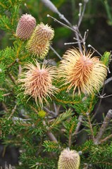 Banksia pulchella