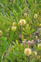 Banksia pulchella