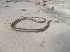 Psammophis orientalis