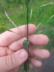 Bromus inermis