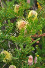 Banksia pulchella