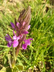 Dactylorhiza elata