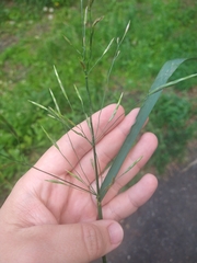 Bromus inermis