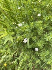 Stellaria pubera
