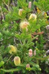 Banksia pulchella