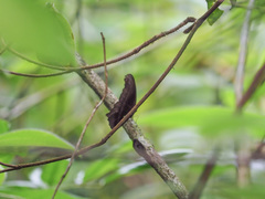 Coelites epiminthia
