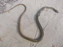 Psammophis orientalis