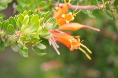 Lambertia inermis inermis