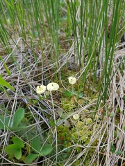 Splachnum luteum