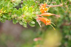 Lambertia inermis inermis
