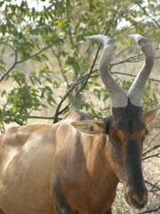 Alcelaphus