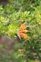 Lambertia inermis inermis