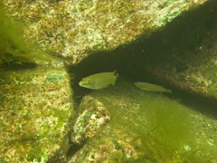 Ctenolabrus rupestris