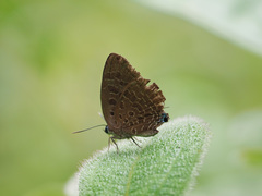 Arhopala eumolphus