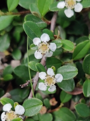 Cotoneaster × suecicus