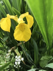 Iris pseudacorus