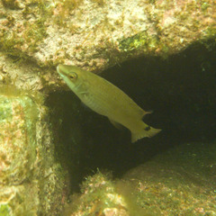 Ctenolabrus rupestris