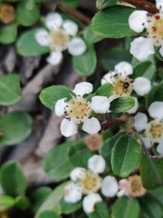 Cotoneaster × suecicus