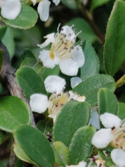 Cotoneaster × suecicus