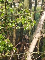 Capreolus
