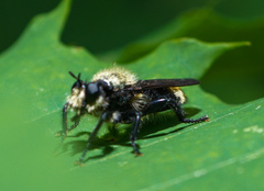 Laphria divisor