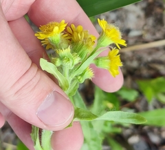 Tephroseris palustris