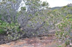 Alyxia buxifolia