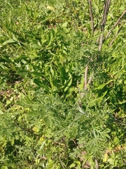 Artemisia abrotanum