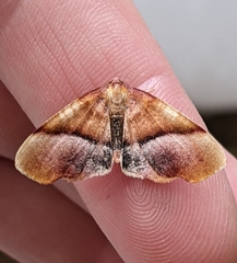 Plagodis phlogosaria