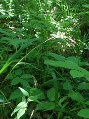 Carex sylvatica