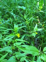 Melampyrum sylvaticum