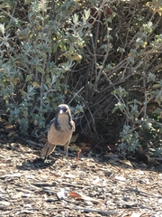 Aphelocoma californica