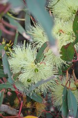 Eucalyptus cornuta