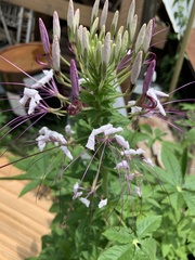 Cleome spinosa