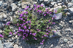 Oxytropis czukotica