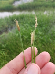 Eleocharis compressa