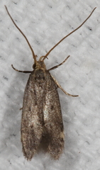 Neodactylota liguritrix