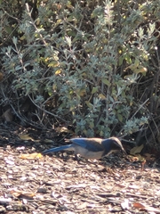 Aphelocoma californica