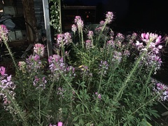Cleome spinosa