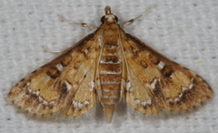 Niphograpta albiguttalis