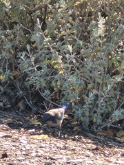 Aphelocoma californica