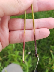 Eleocharis compressa