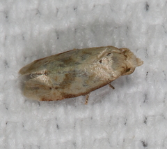 Platphalonidia magdalenae