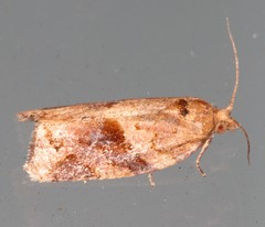 Argyrotaenia ivana